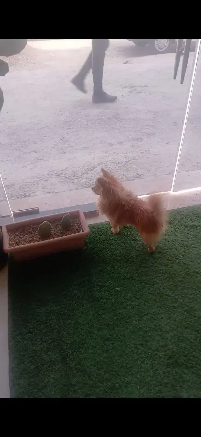 پا کوتاه پامر روباهی|سگ|خرمدره, |دیوار