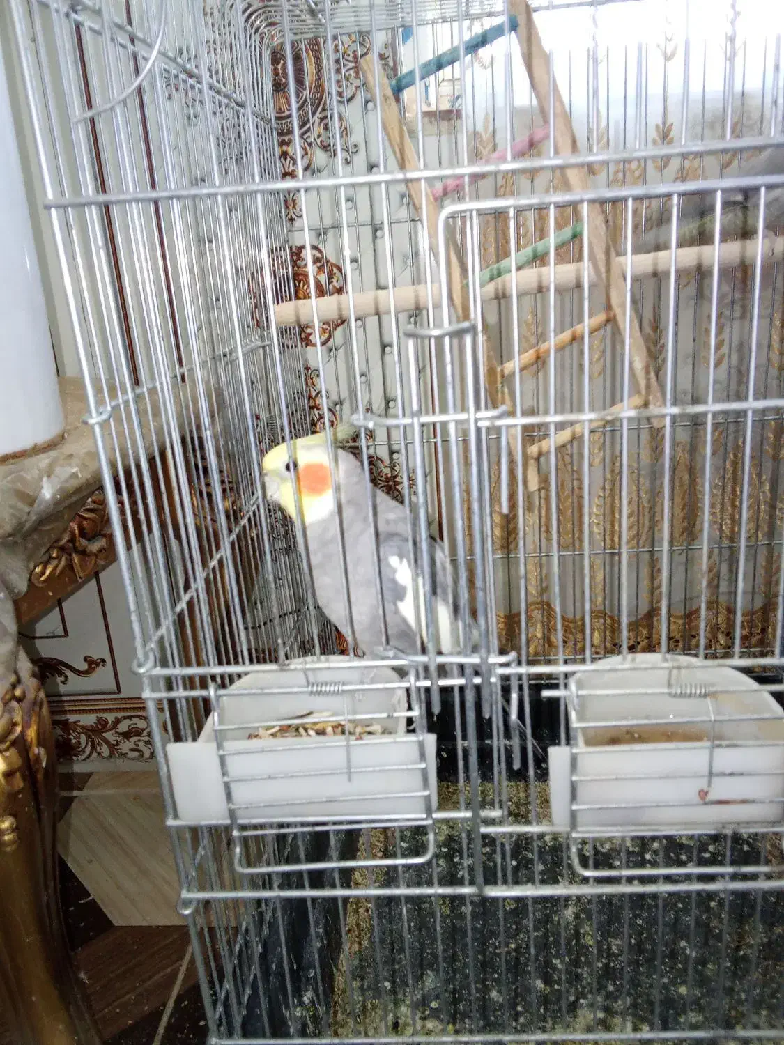 عروس هلندی نر وماده|پرنده|سرپل ذهاب, |دیوار