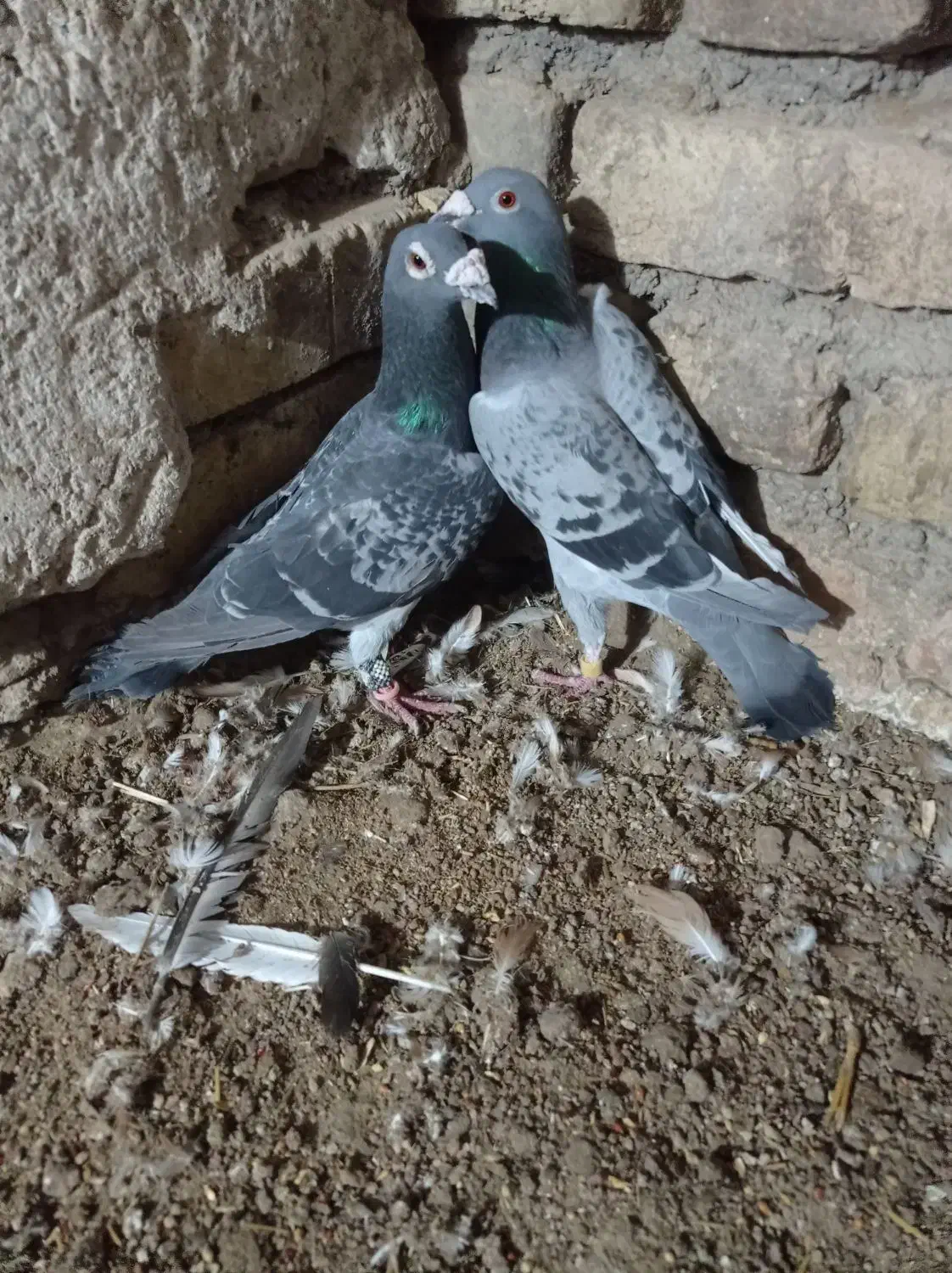 سبز|پرنده|نیشابور, شهرک رضوی|دیوار