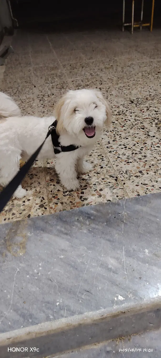 گمشده|حیوانات|شوش, |دیوار