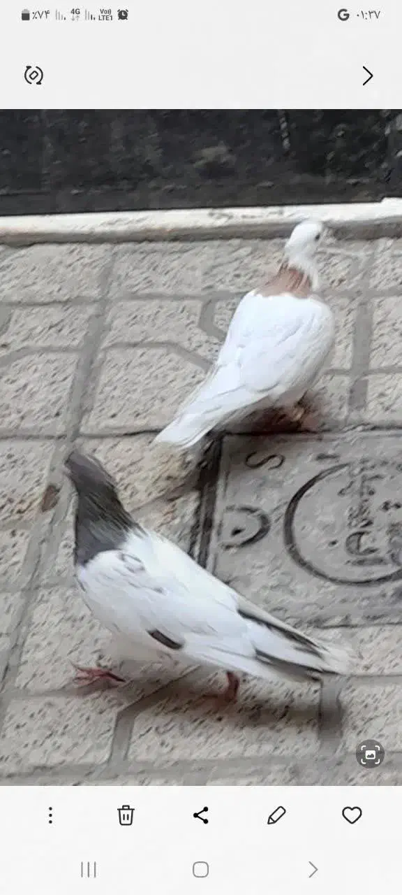 ماده رنگه|پرنده|مشهد, کشف|دیوار