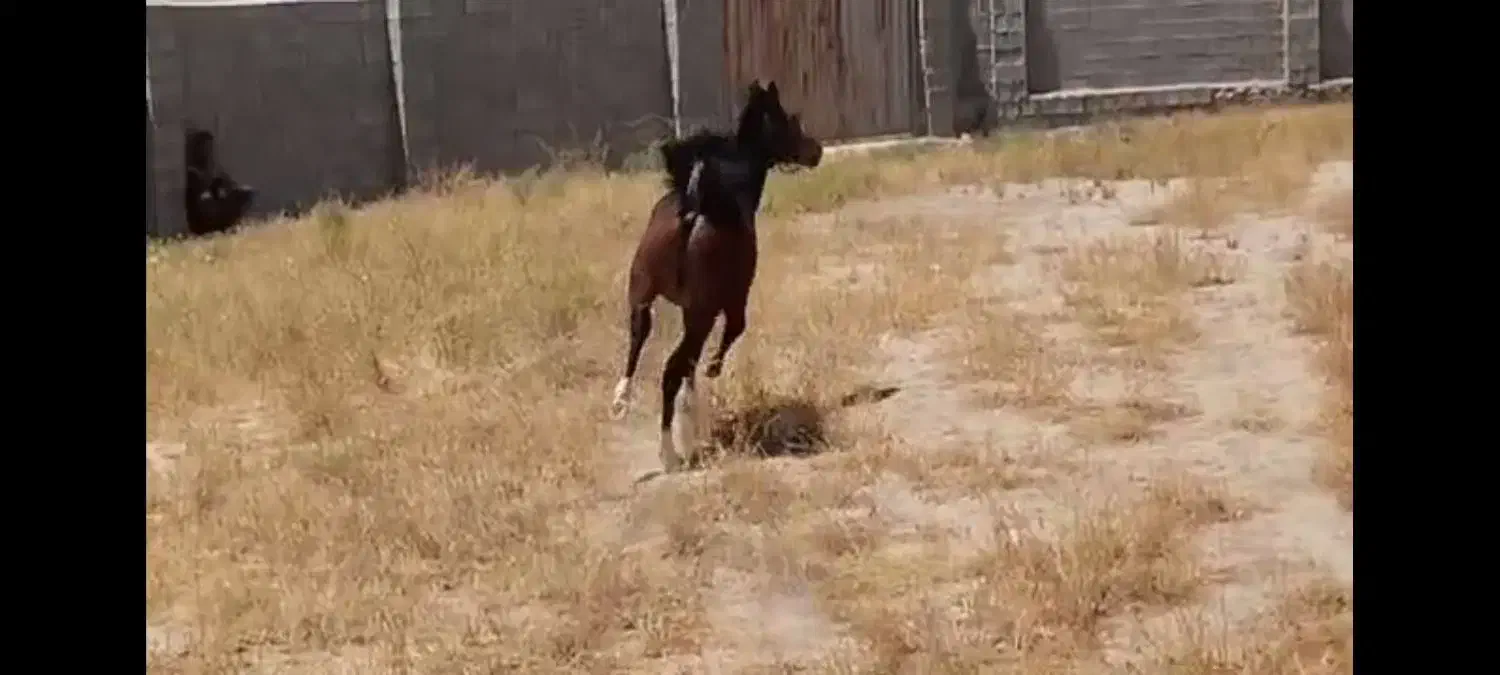 کره نریون دوساله|اسب و تجهیزات اسب‌سواری|کازرون, |دیوار