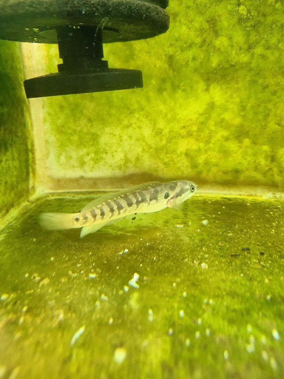 چانا|ماهی|خوی, |دیوار