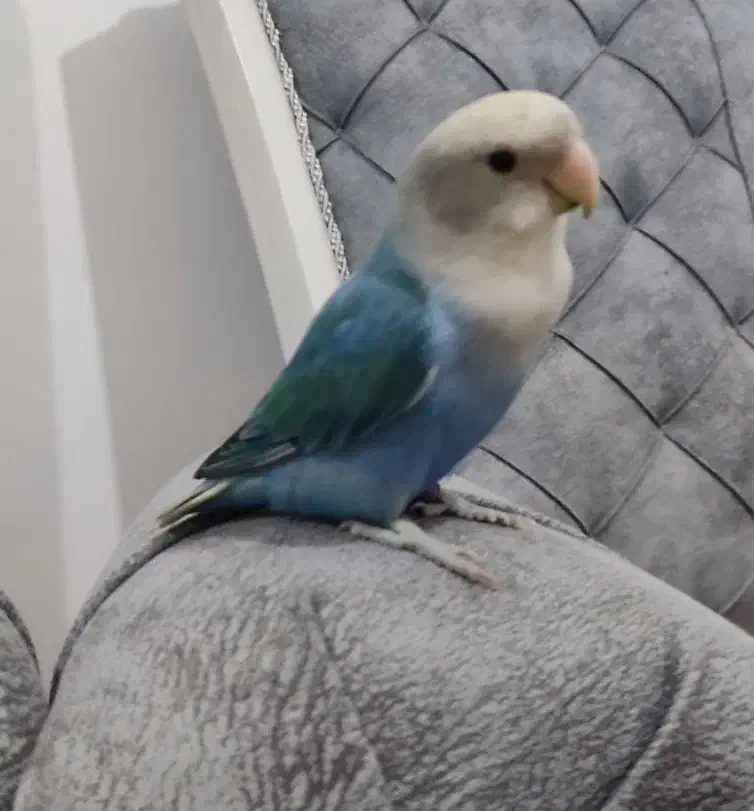 طوطی کوتوله برزیلی|پرنده|بندرعباس, |دیوار