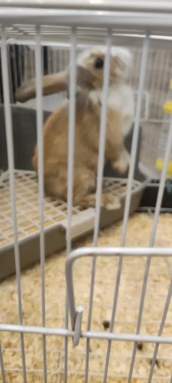 خرگوش به همراه قفس وملزومات|موش و خرگوش|تهران, هفت چنار|دیوار