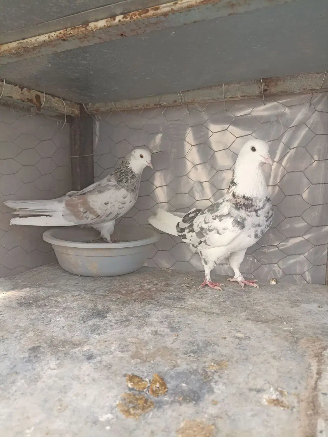 کبوتر سرور|پرنده|مبارکه, |دیوار