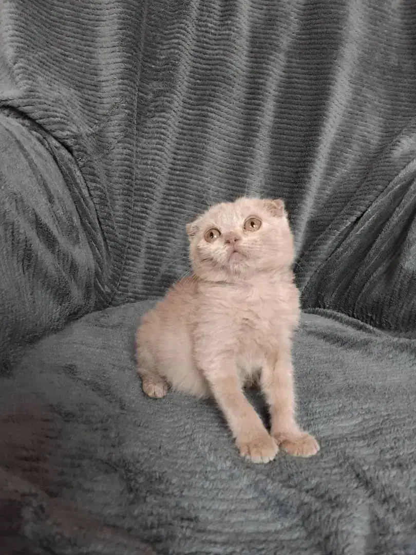 پانسیون گربه خونگی|گربه|مشهد, فرهنگ|دیوار