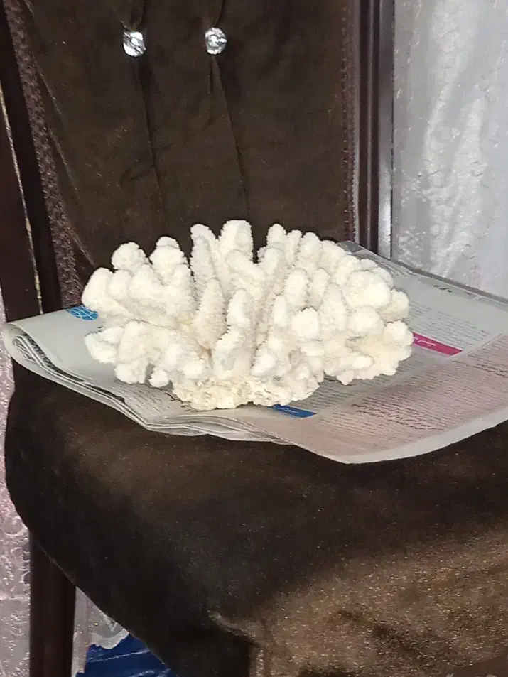 سنگ مرجان کله قوچی|جواهرات|سراب, |دیوار