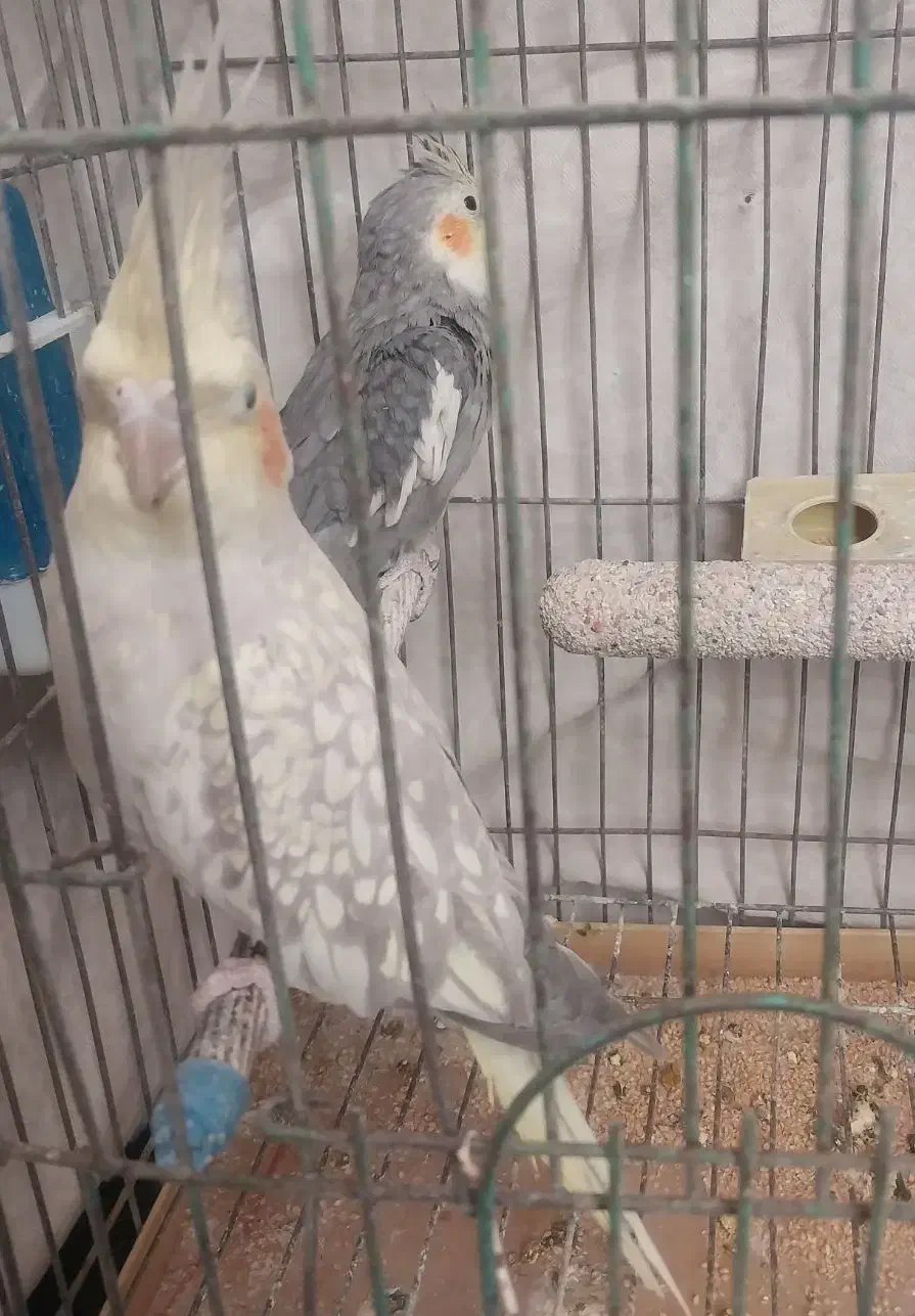 عروس هلندی|پرنده|مهدی شهر, |دیوار