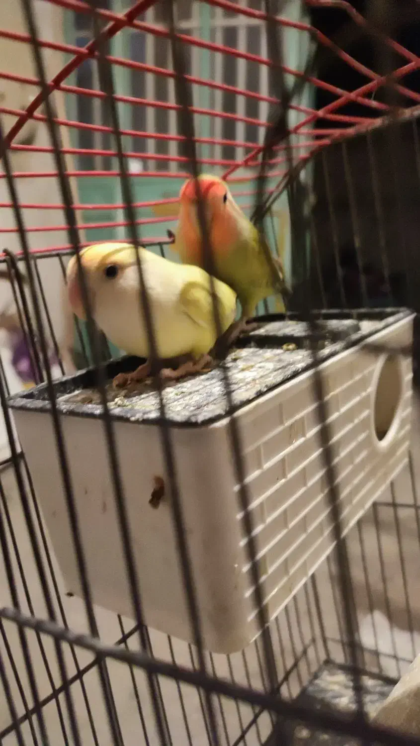 طوطی جفت روی تخم، فنج، سیره خاکی|پرنده|کرمانشاه, |دیوار