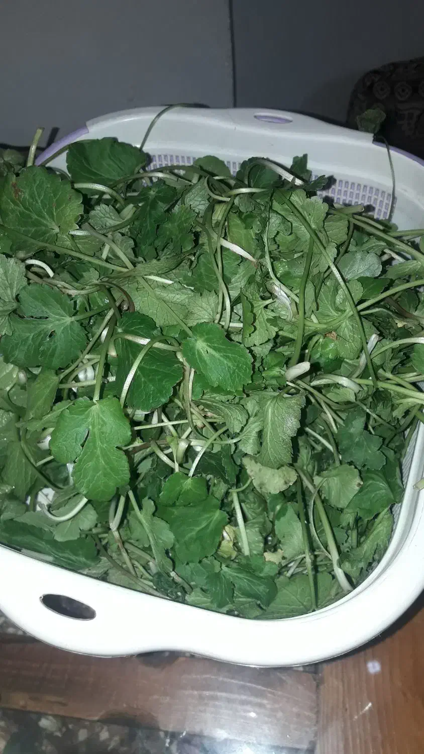 چوچاق و سبزی محلی وترشی|خوردنی و آشامیدنی|رشت, رودبارتان|دیوار