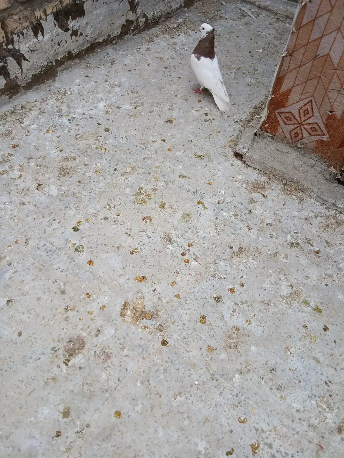 کبوتر طوقی وشهری|پرنده|شیراز, کوشک میدان|دیوار