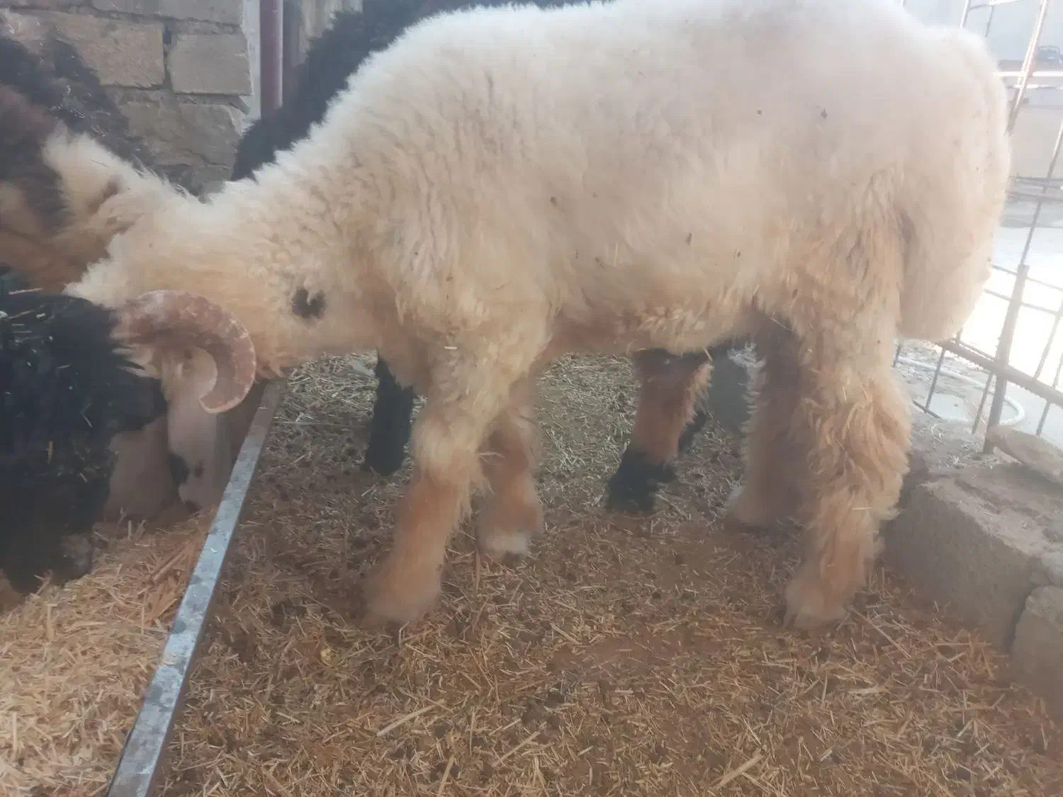 گوشت گرم و تازه|خوردنی و آشامیدنی|اندیکا, |دیوار