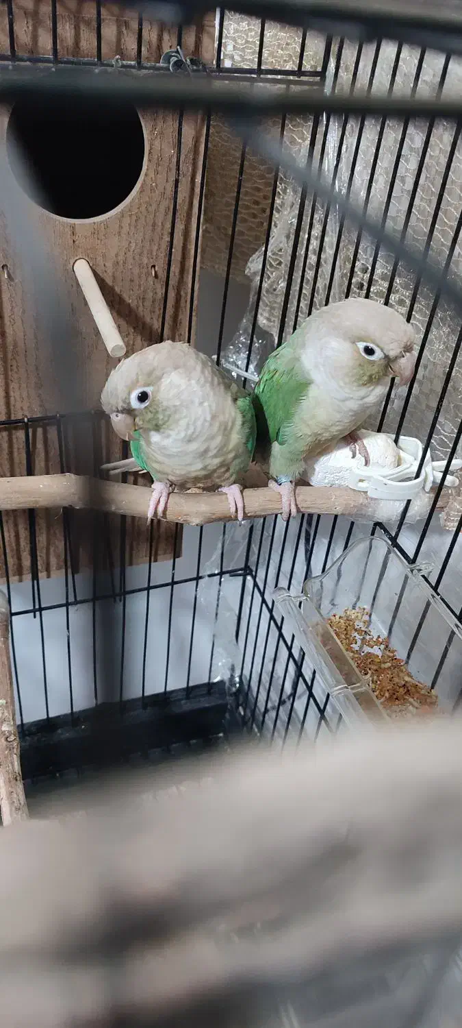 گرینچیک جفت  صد در صدمولد تراکوییس پاین اپل|پرنده|شاهرود, |دیوار