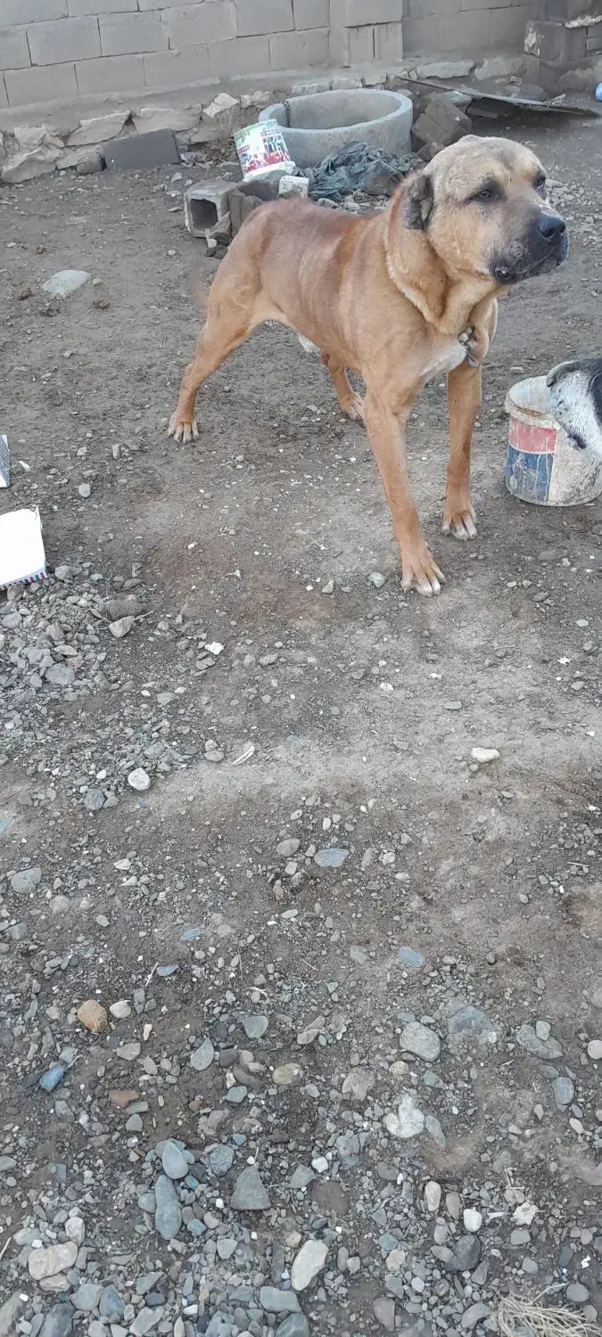 سگ سراب|سگ|همدان, |دیوار