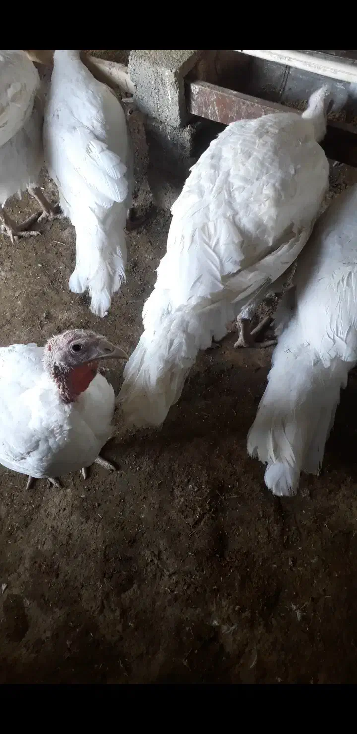 بوقلمون|حیوانات مزرعه|سقز, |دیوار