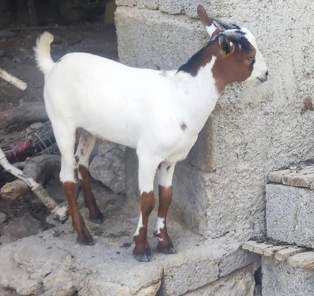 کهره نر|حیوانات مزرعه|خمیر, |دیوار