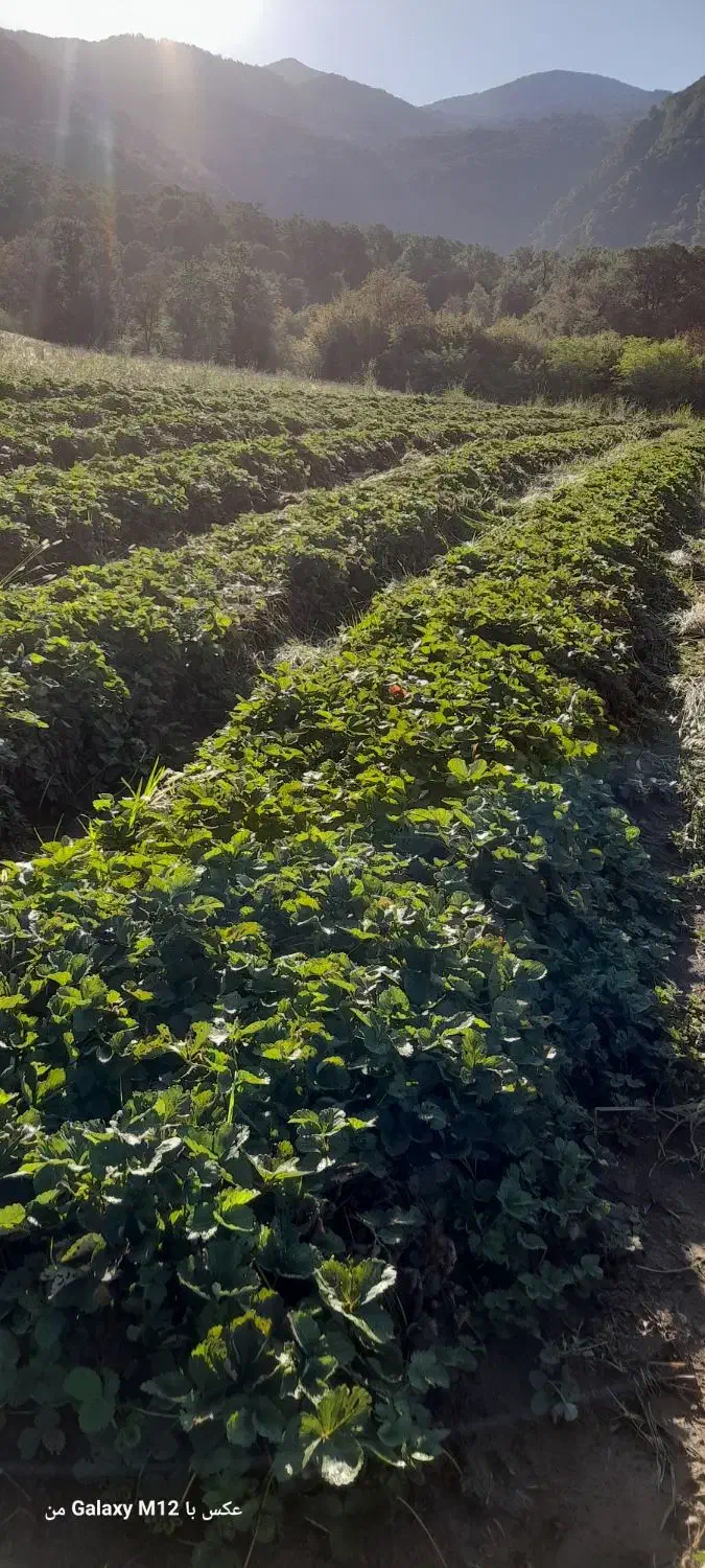 نهال توتفرنگی سابرینا|خدمات باغبانی و درختکاری|خان ببین, |دیوار