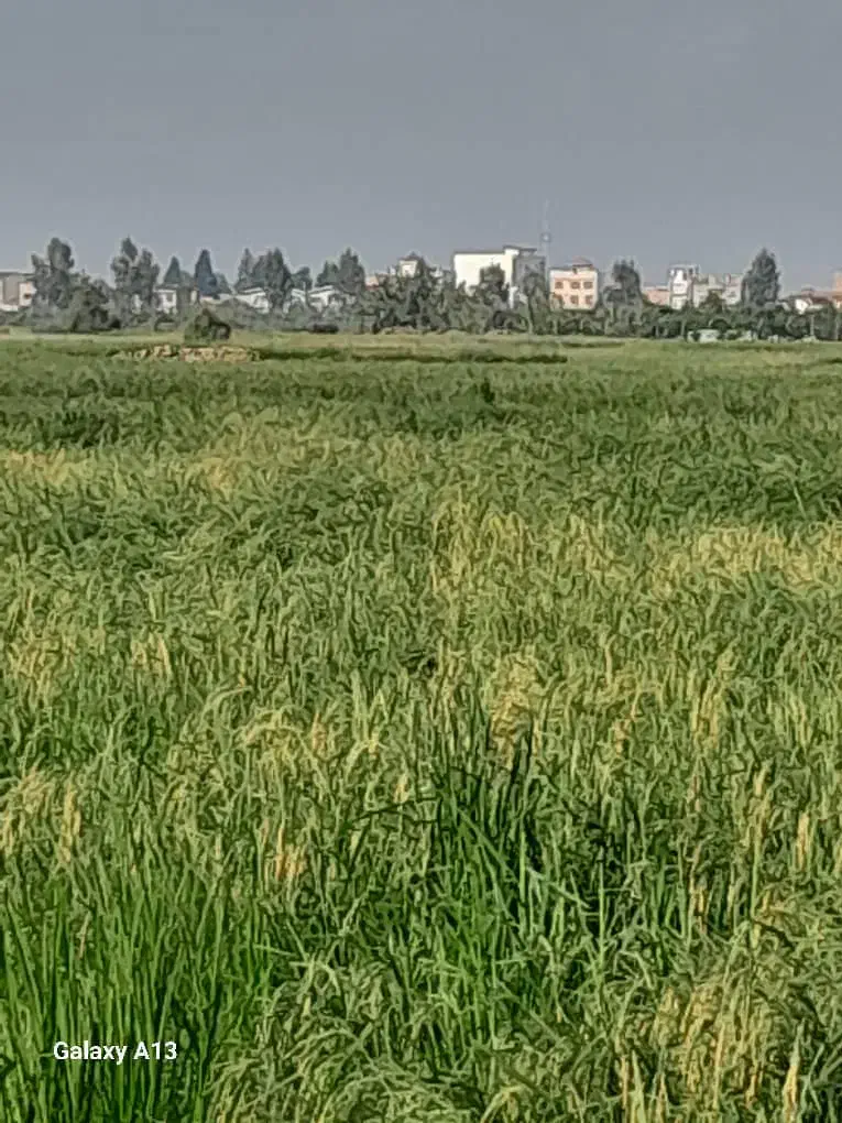 شالیزار|فروش دفتر صنعتی، کشاورزی، تجاری|کیاکلا, |دیوار