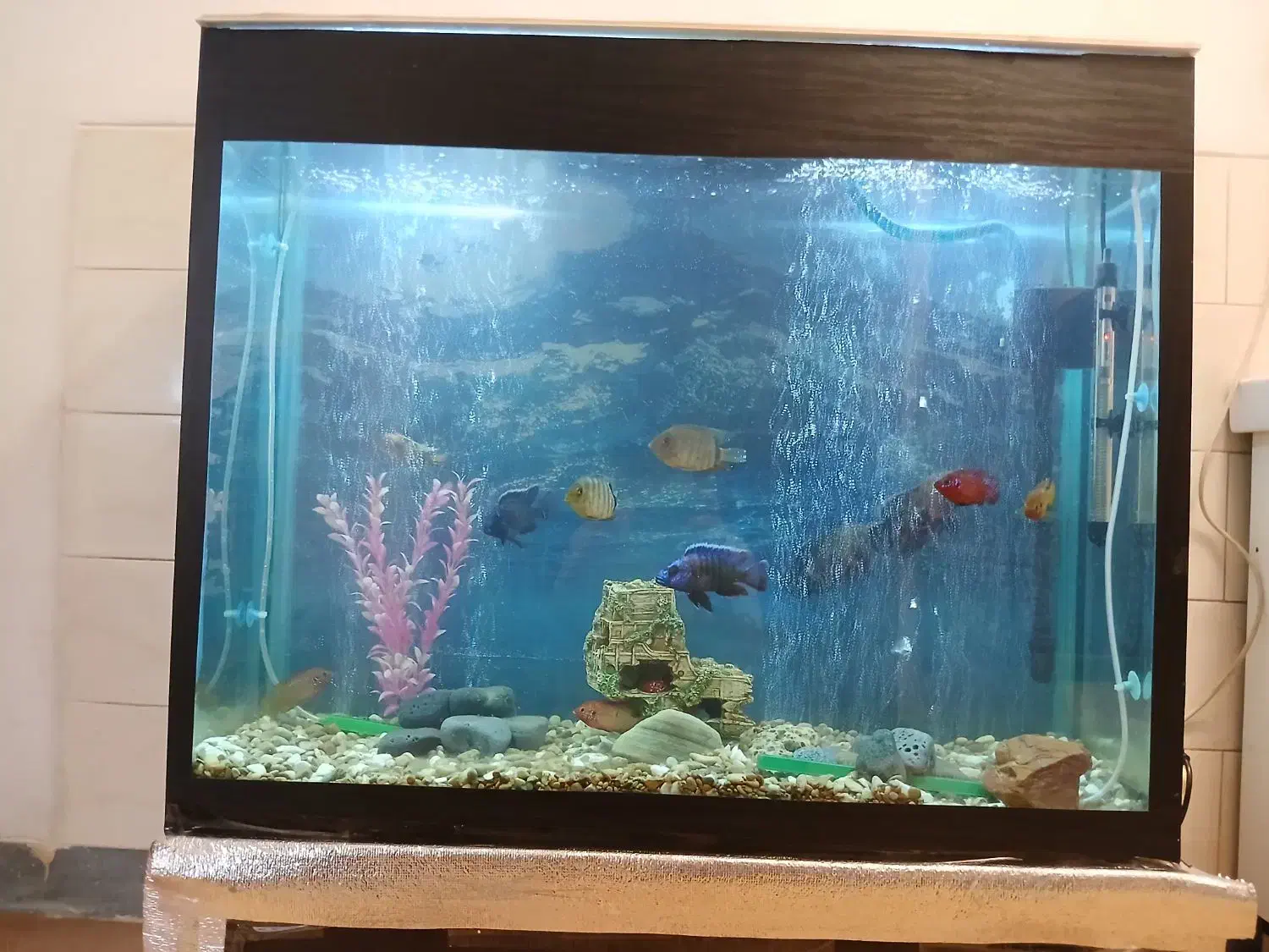 اکواریوم باتمام وسایل|ماهی|مرودشت, فرهنگ|دیوار