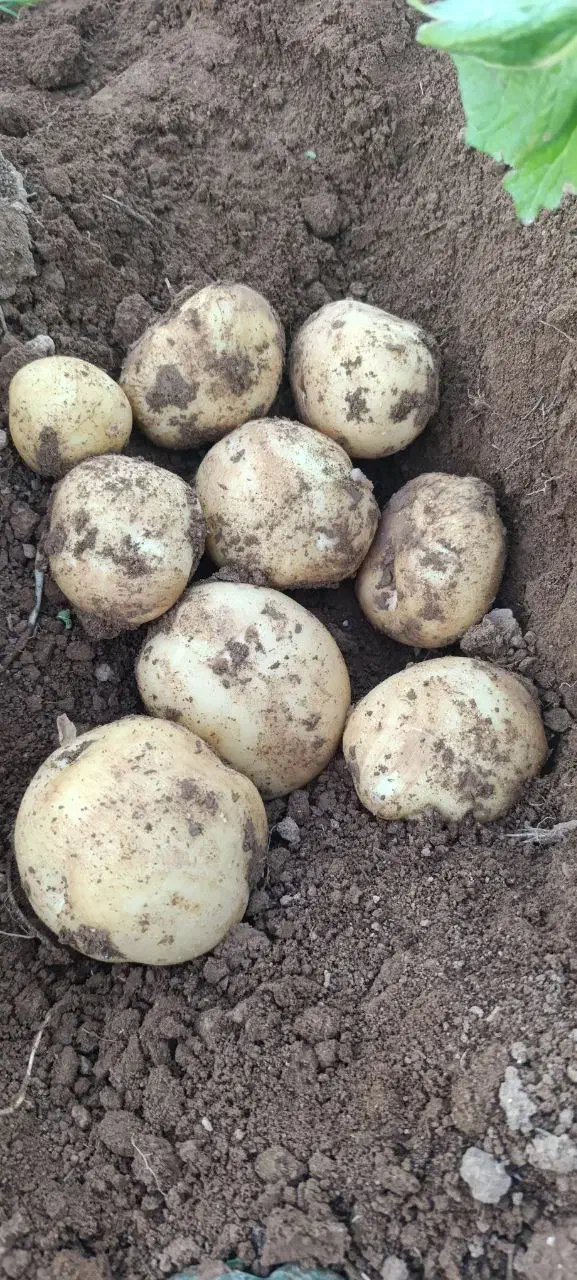 سیب|حراج|چادگان, |دیوار