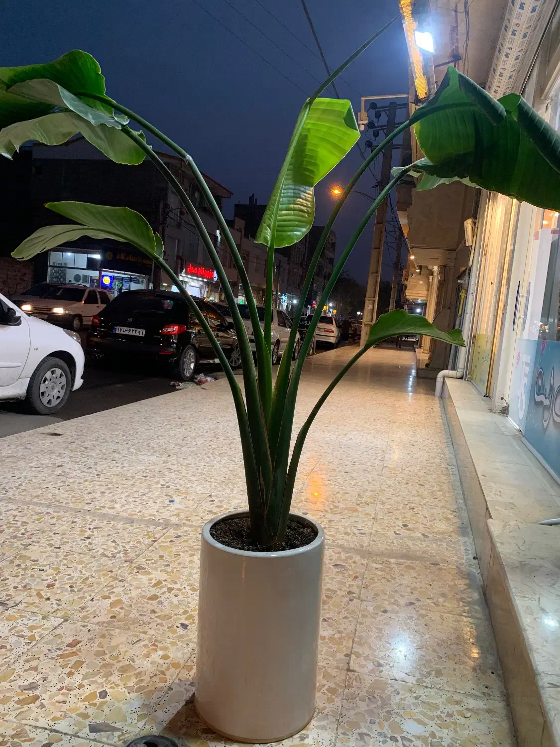 نیکولای پرنده بهشتی|گل و گیاه طبیعی|پارس‌آباد, |دیوار