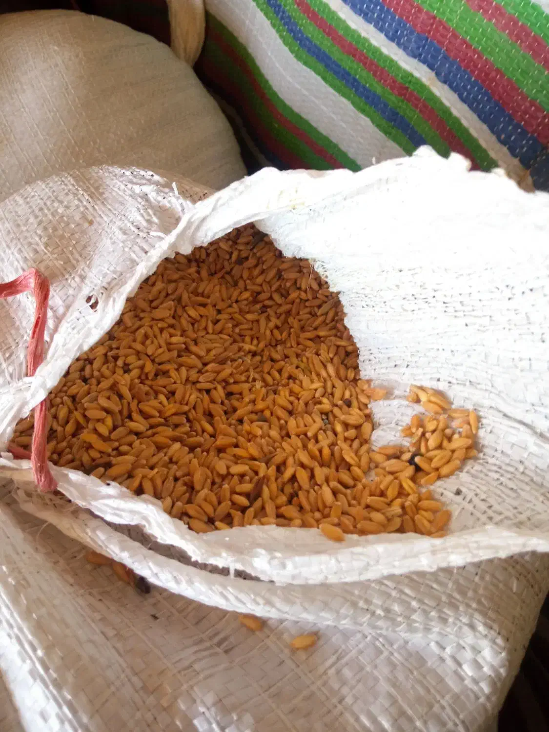 بذر گندم|خدمات باغبانی و درختکاری|سروآباد, |دیوار