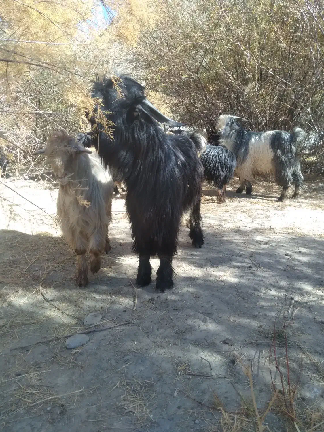 دوبر، بزغاله|حیوانات مزرعه|فریدونشهر, |دیوار