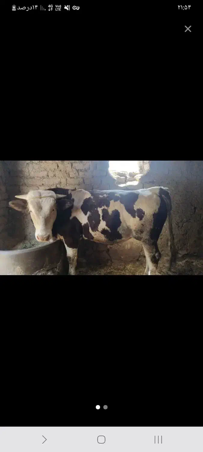 گوساله نر|حیوانات مزرعه|موچش, |دیوار