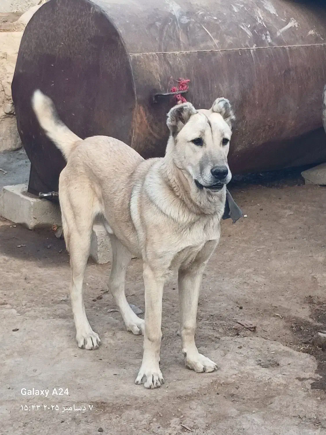 توله سگ|سگ|گرمخان, |دیوار