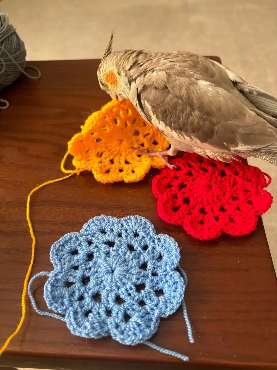 عروس هلندی|حیوانات|دوگنبدان, |دیوار