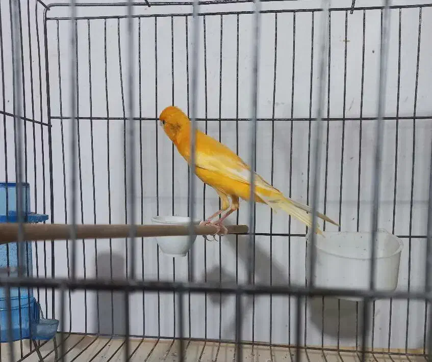 قناری نره بخان|پرنده|رشت, معلولین|دیوار