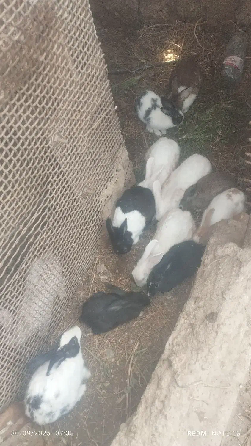 تعدادی حیوان|موش و خرگوش|رودان, |دیوار