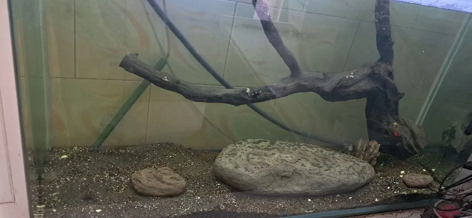 آکواریوم|ماهی|قزوین, |دیوار