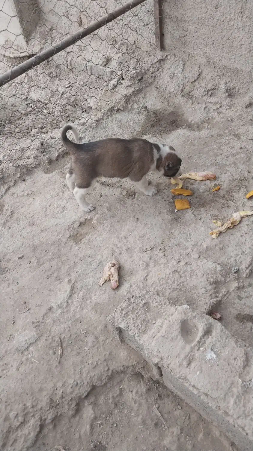 سگ پا گوتاه افغانی|سگ|نسیم‌شهر, |دیوار