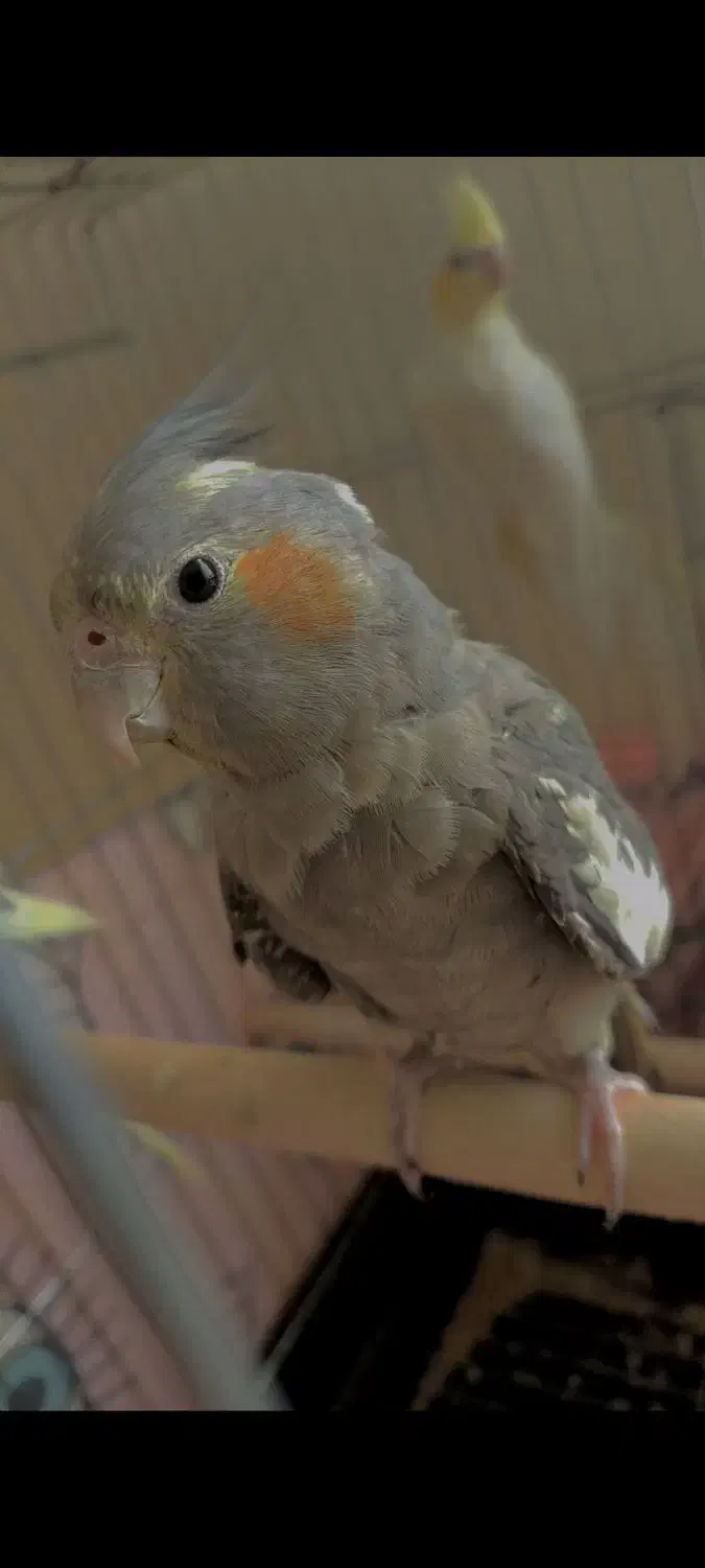 پرنده عروس هلندی سه عدد|پرنده|بندرعباس, |دیوار