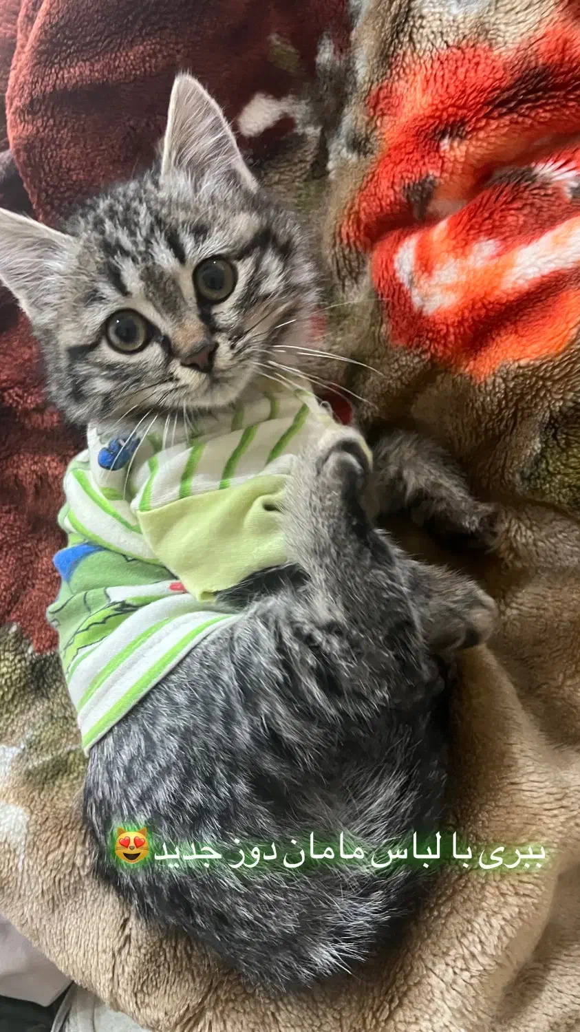 واگذاری گربه|گربه|یزد, |دیوار