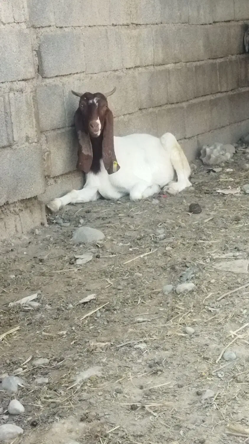 بز جوان|حیوانات مزرعه|علی‌آباد کتول, |دیوار