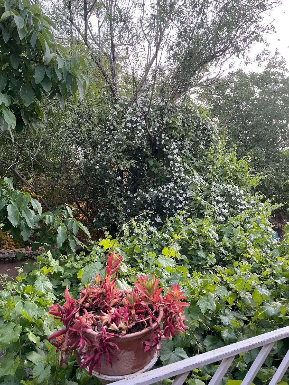 اقامتگاه بوم گردی سپیدان|اجارهٔ کوتاهمدت ویلا و باغ|سپیدان, |دیوار