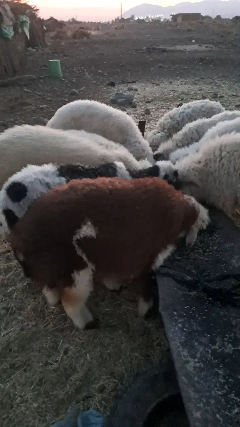 بره پلواری جوخار|حیوانات مزرعه|کهنوج, |دیوار