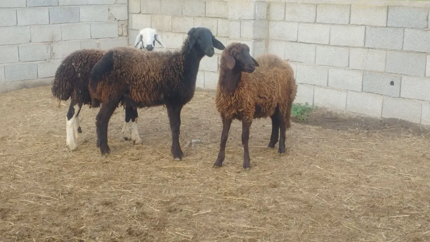 3عددتوقلی و3عددبزغاله ماده گوسفند|حیوانات مزرعه|گرگان, |دیوار