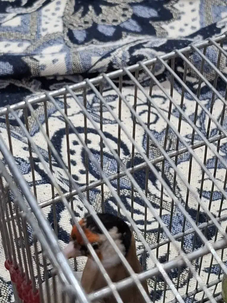 سهره نر|پرنده|شیراز, گلشن|دیوار