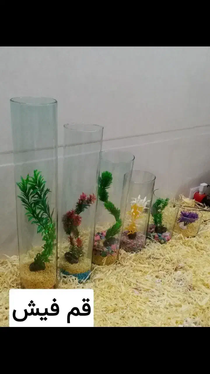 ماهی قرمز عمده خرده|ماهی|اردبیل, |دیوار