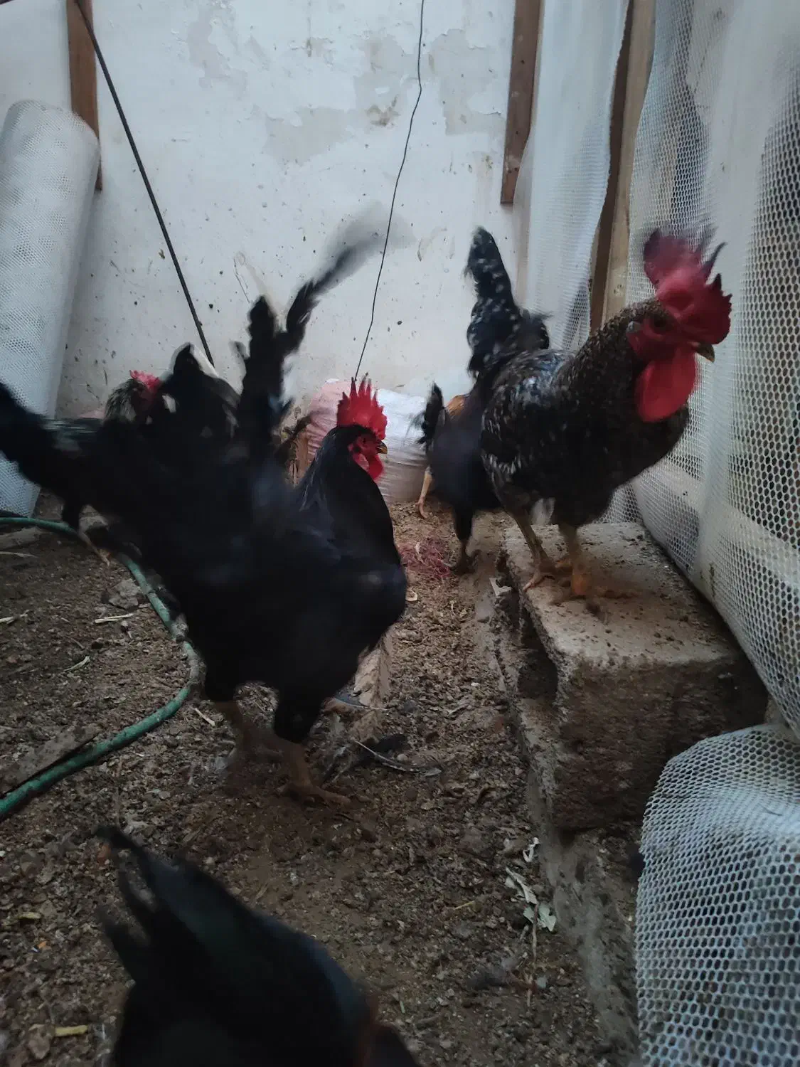 زیبا جوان سالم|حیوانات مزرعه|بندرعباس, |دیوار