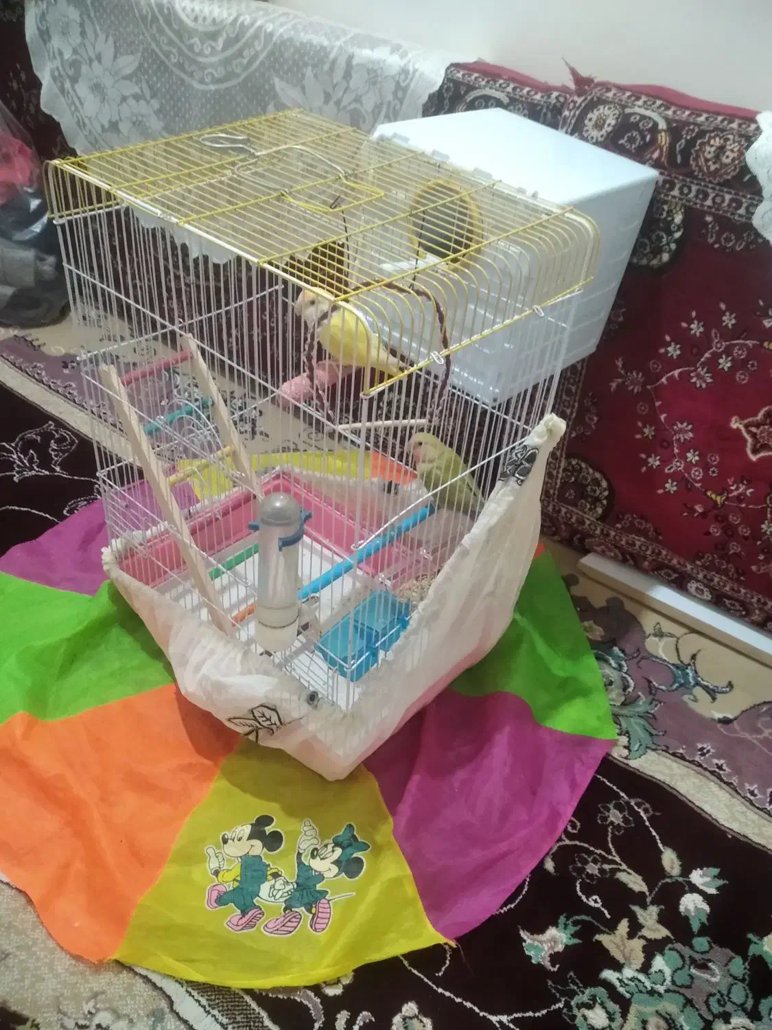 طوطی برزیلی|پرنده|سنندج, |دیوار