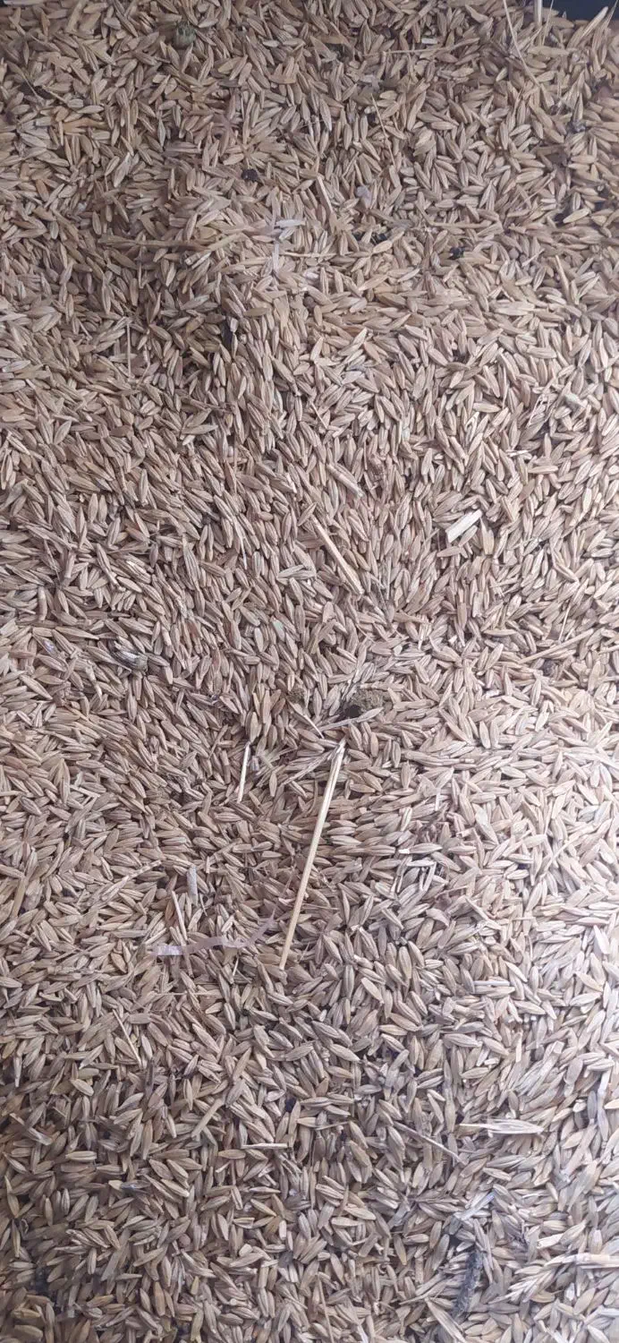 ۵۰ کیسه جو محلی|حیوانات مزرعه|آبدانان, |دیوار