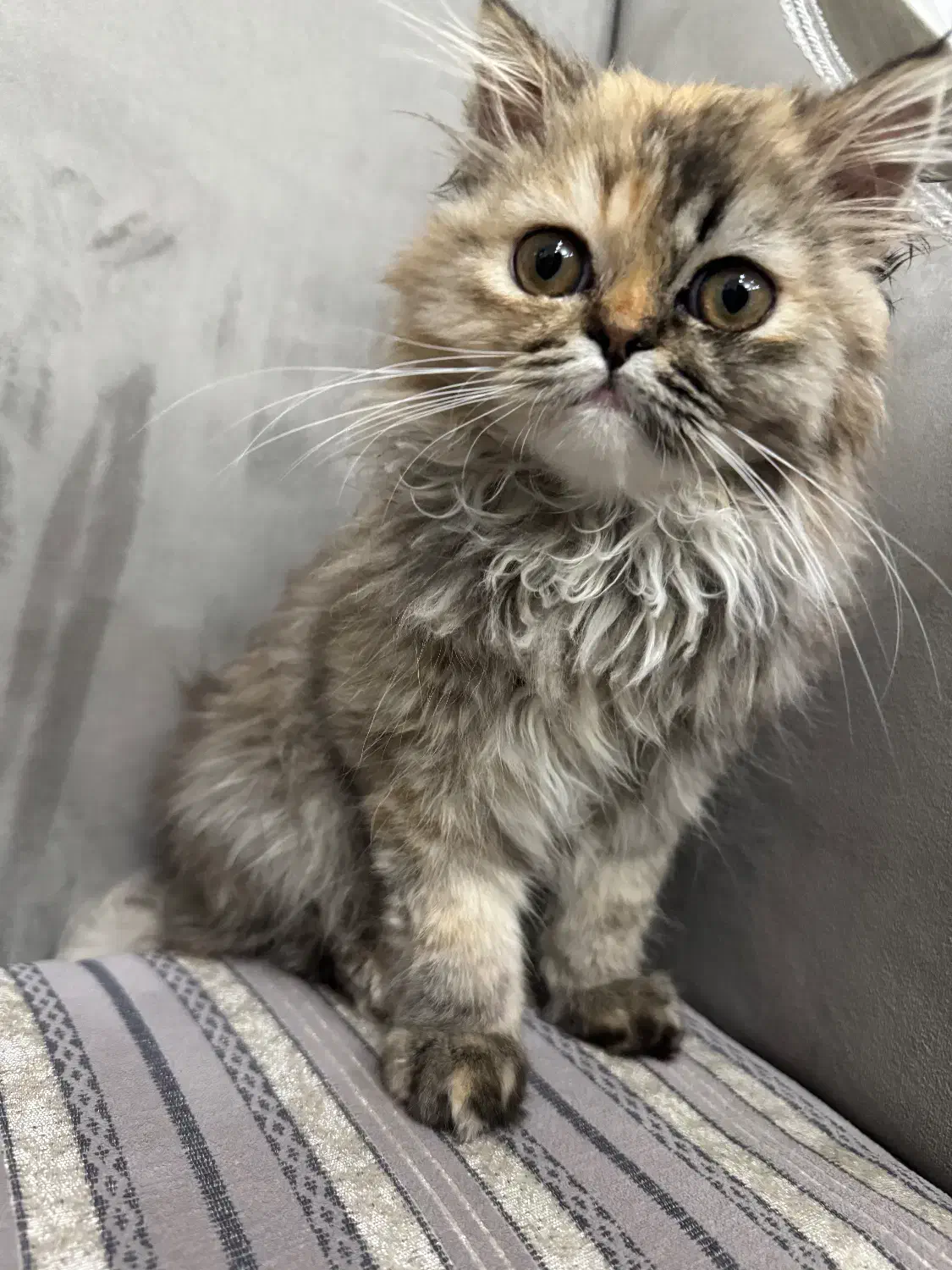 واگذاری گربه پرشین|گربه|مهاباد (آذربایجان غربی), |دیوار