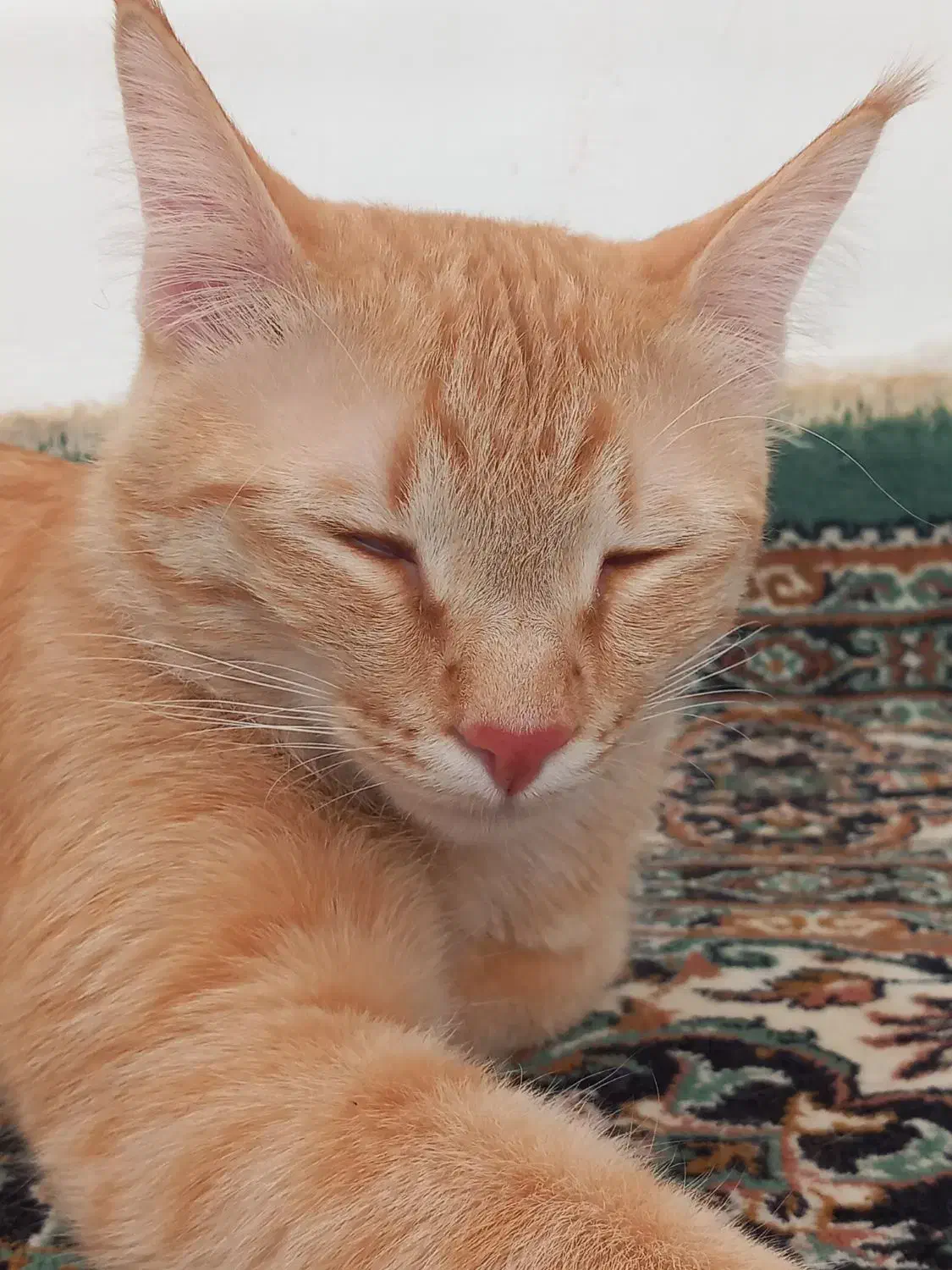 واگذاری گربه|گربه|ساری, |دیوار