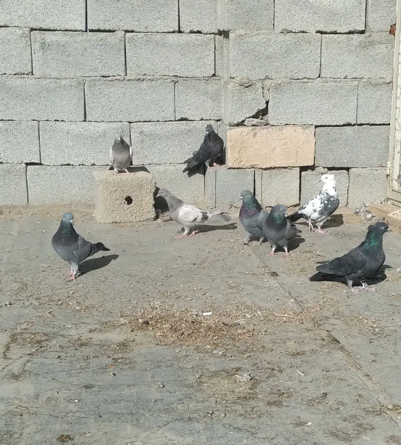 کبوتر پر|پرنده|فرخشهر, |دیوار