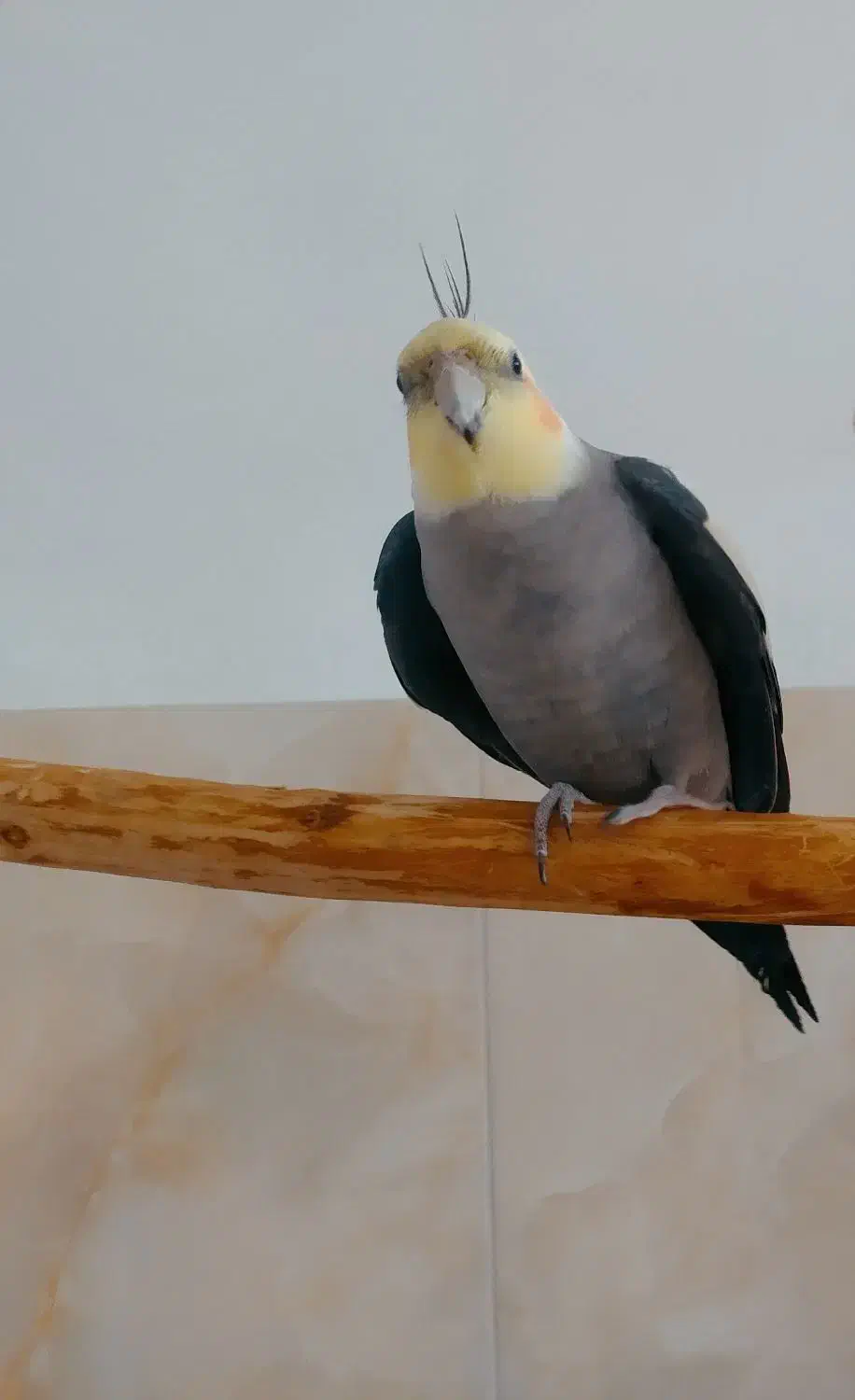 پرنده|پرنده|قره ضیاالدین, |دیوار